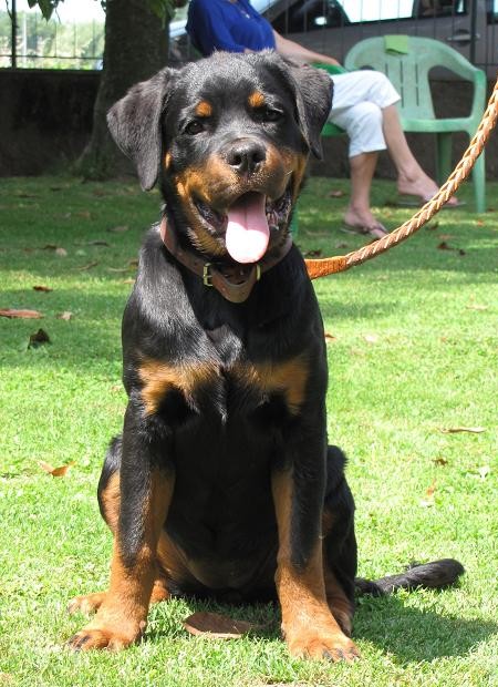 Rendy Roccia Nera